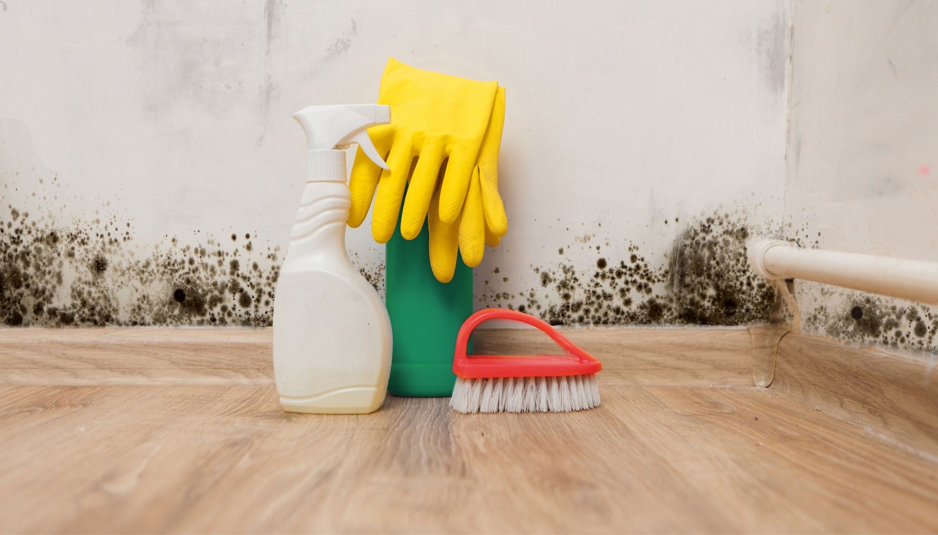 Know About Mold Removal In Salt Lake City